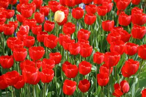 Symbolique de la Maladie. Cabinet de Psychothérapie. 7 rue Pierre Haret, Paris 9.