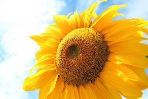 Accompagner sa peur, gérer son Angoisse. Cabinet de Psychothérapie. 7 rue Pierre Haret, Paris 9. Psychothérapie de l'angoisse, gestion du stress