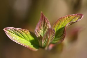 Psychothérapie du Dégoût, Psychothérapie de la Culpabilité, Psychothérapie de la Dépression, Psychothérapie de l'Angoisse.